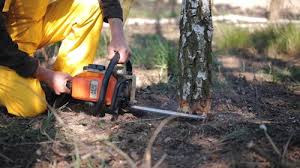 Pest Control for Lawns in Valatie, NY
